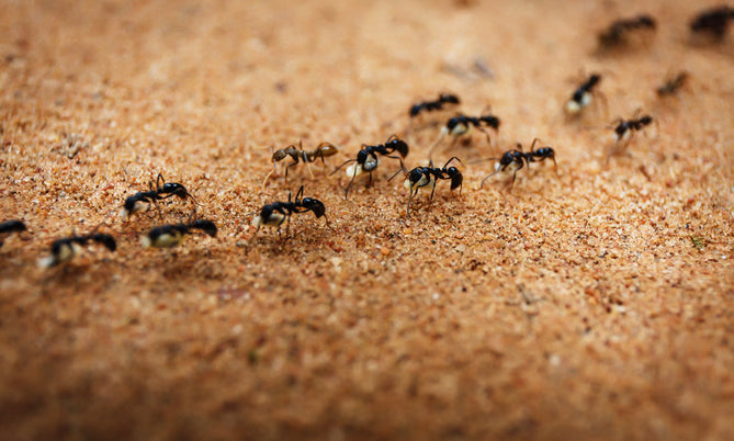 Mehrere schwarze Ameisen krabbeln auf sandigem Boden