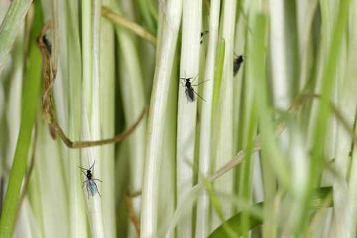 Mehrere kleine schwarze Mücken sitzen auf grünen Grashalmen