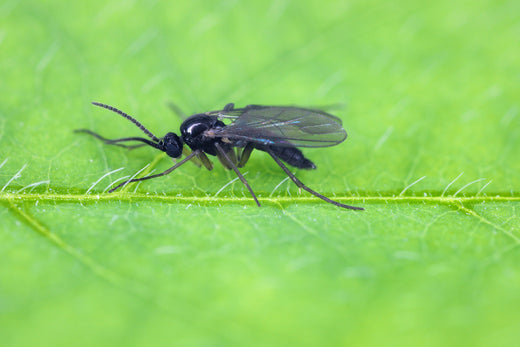 Schwarze Trauermücke mit durchsichtigen Flügeln auf grüner Blattoberfläche