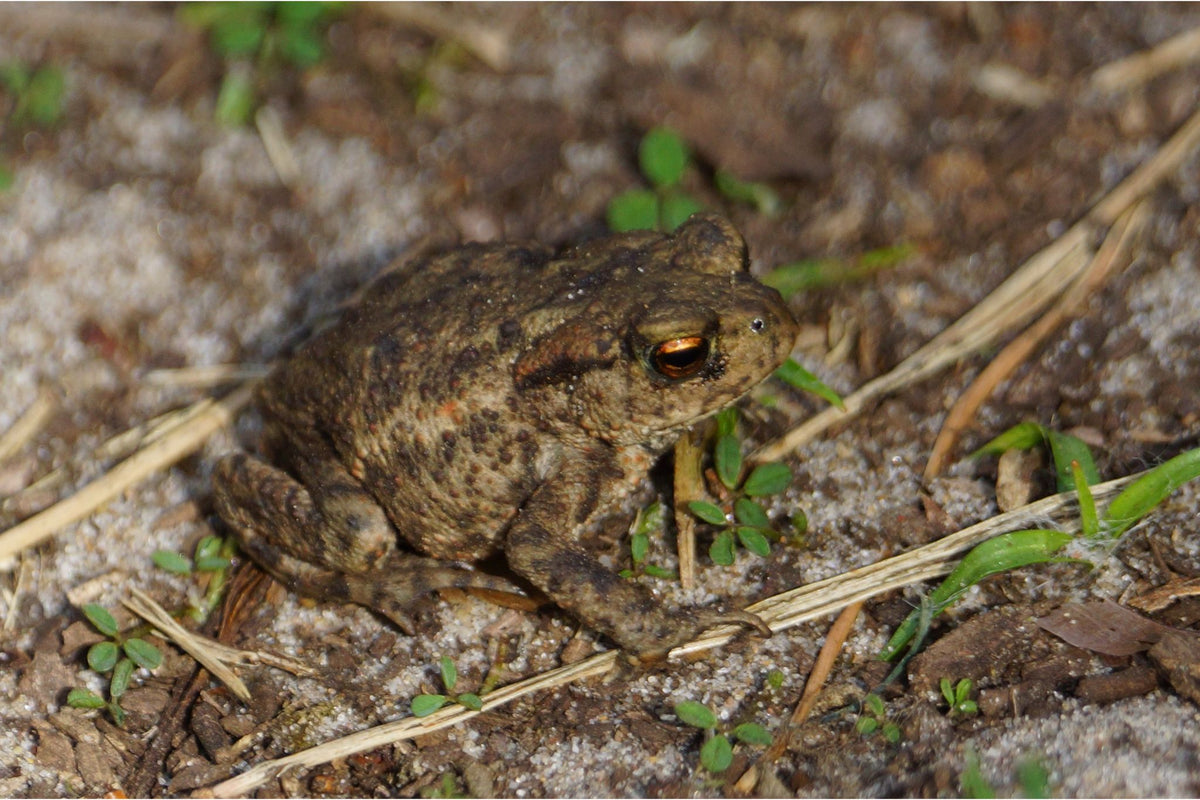 Braune Kröte mit warziger Haut sitzt auf sandigem Boden mit kleinen grünen Pflanzen
