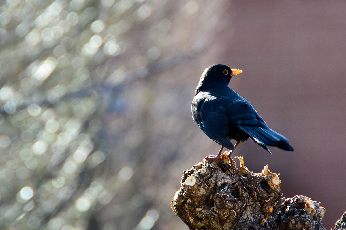 Schwarzer Vogel mit gelbem Schnabel sitzt auf einem Ast vor unscharfem Hintergrund
