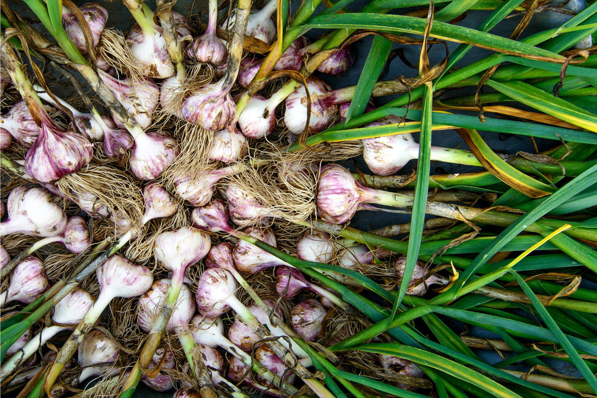Frisch geernteter Knoblauch mit weißen und violetten Knollen und grünen Blättern, auf dunklem Untergrund