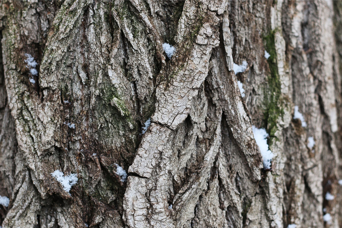 Rinde eines Baumes mit tiefen Rissen und Blattlausbefall