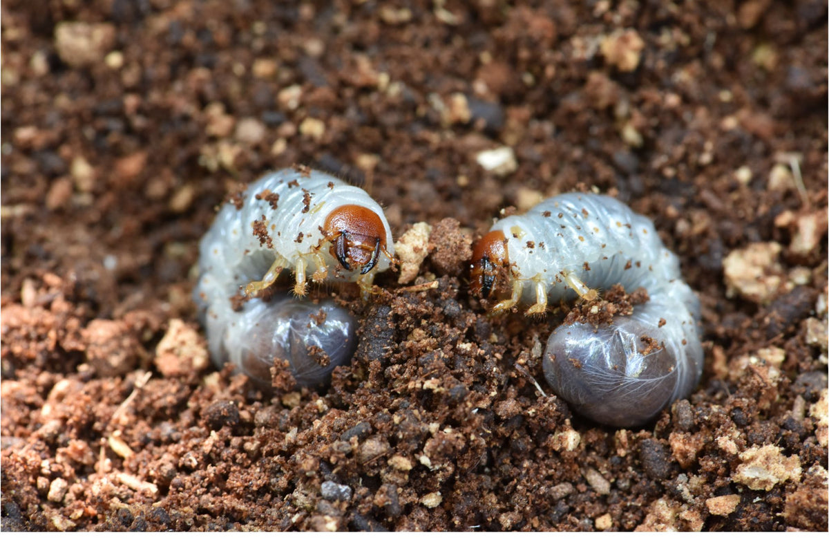 Zwei weiße Larven des Gartenlaubkäfers mit braunen Köpfen im braunen Boden
