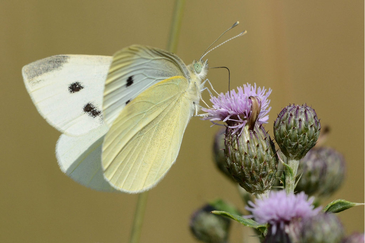 Kohlweißling-Schmetterling mit weißen Flügeln und schwarzen Punkten saugt Nektar an lila Distelblüte