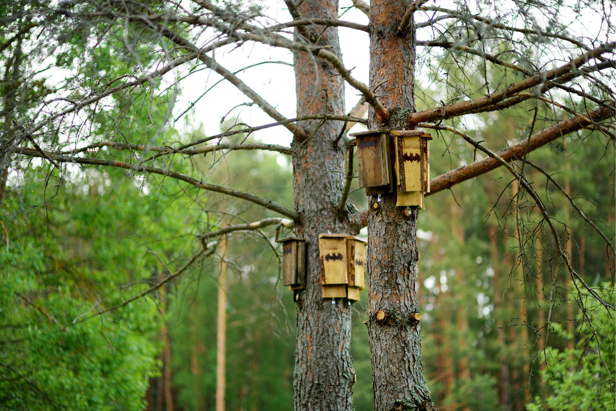 Mehrere hölzerne Fledermauskästen an Baumstämmen in einem Wald mit grünen Nadelbäumen im Hintergrund