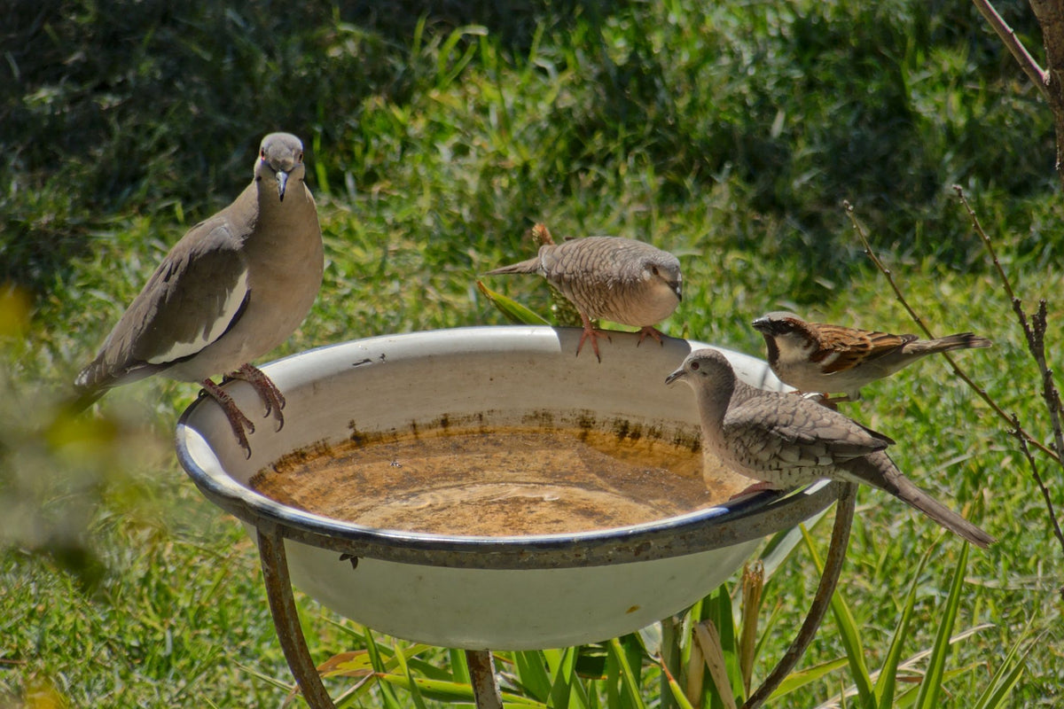 Vier verschiedene Vögel sitzen auf einem weißen Vogeltränke mit Wasser im Garten