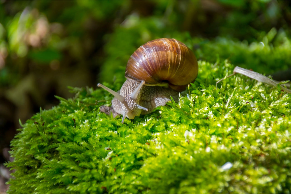Braune Weinbergschnecke kriecht auf grünem Moos im Wald