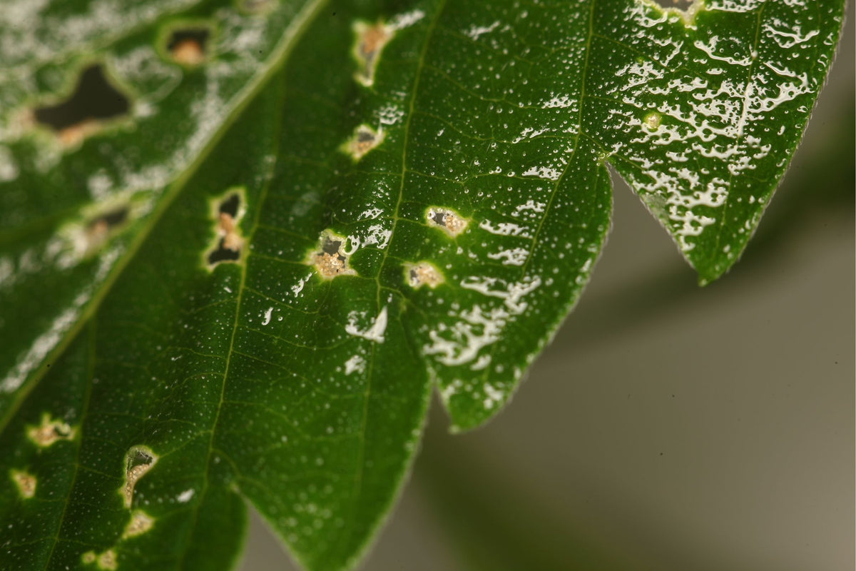 Grünes Blatt mit kleinen Löchern und braunen Schadstellen, verursacht durch Spinnmilbenbefall