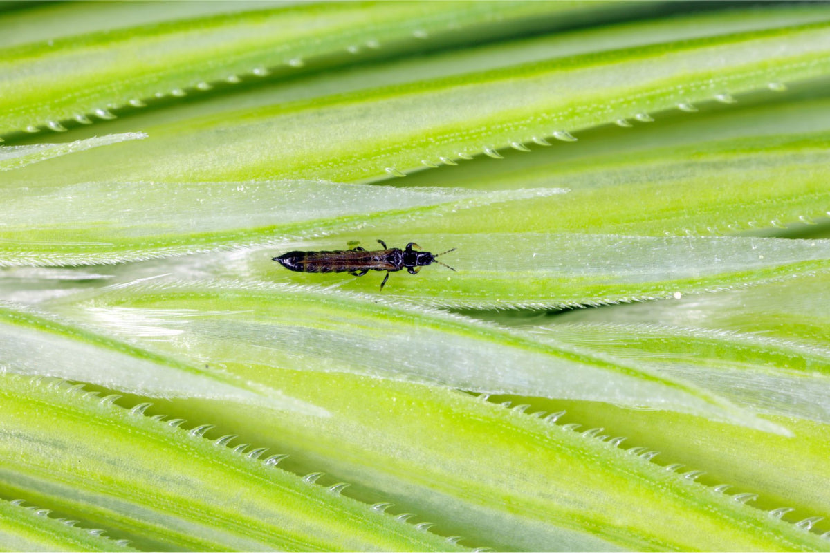 Schwarzer Thrips sitzt auf einer grünen Pflanzenoberfläche mit gezackten Kanten