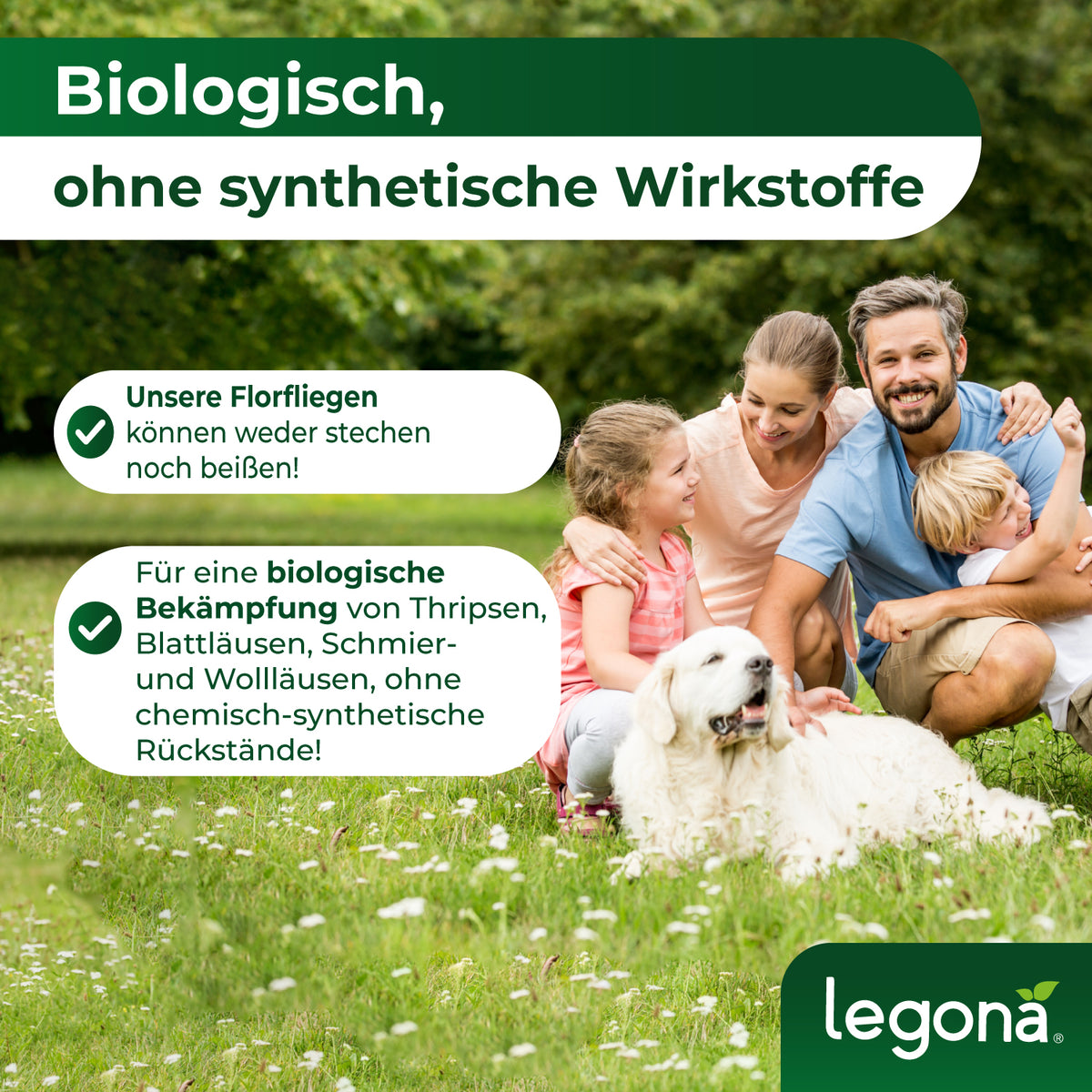 Florfliegenlarven gegen Blattläuse und Thripse
