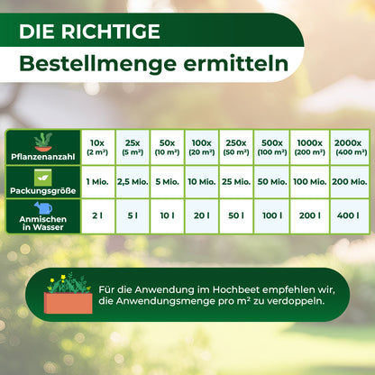 Tabelle zur Ermittlung der Bestellmenge mit Spalten für Pflanzenanzahl, Packungsgröße und Anmischmenge in Wasser sowie Hinweis zur Verdopplung der Anwendungsmenge pro Quadratmeter bei Hochbeet