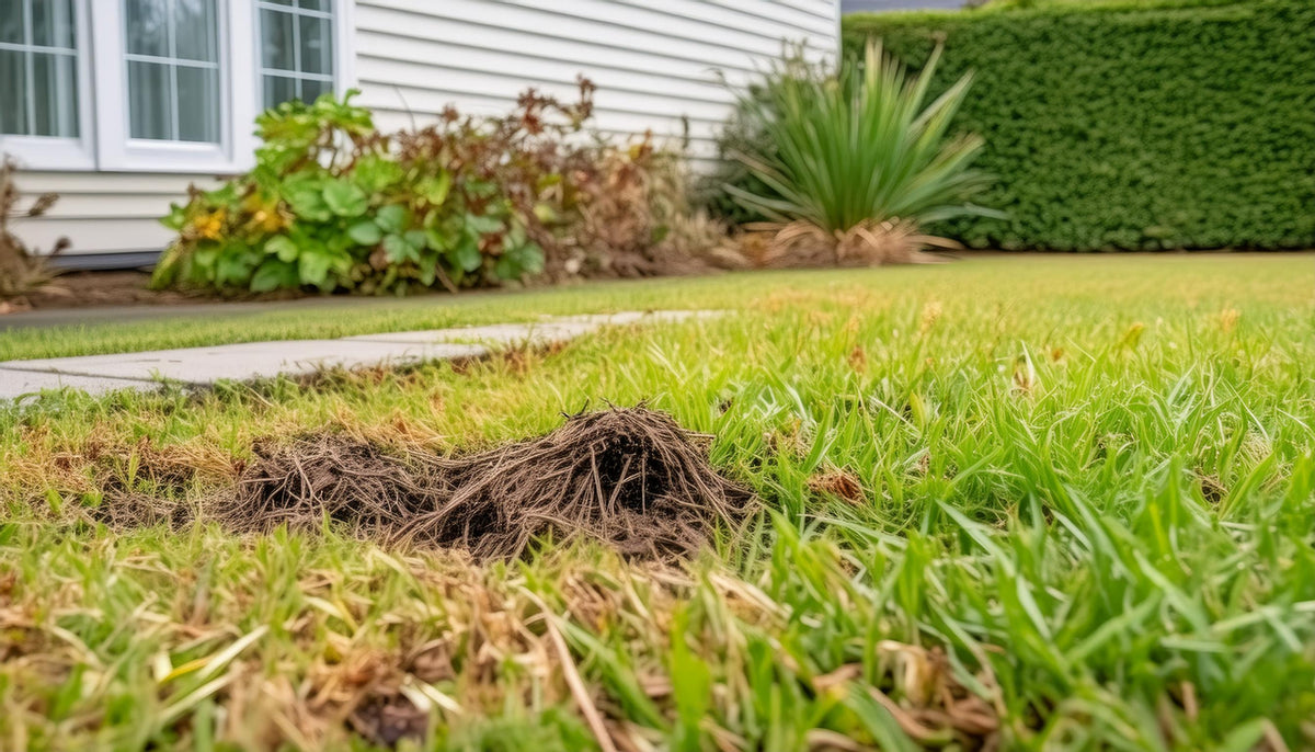 Nahaufnahme von braunen, beschädigten Grasstellen auf einem Rasen vor einem Haus mit weißen Wänden und Fenstern