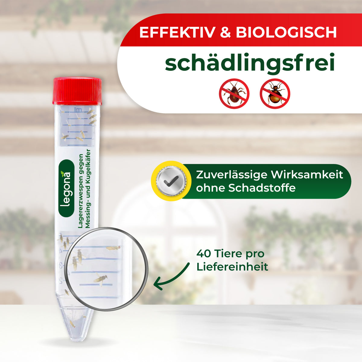 Lagererzwespen gegen Kugelkäfer & Messingkäfer