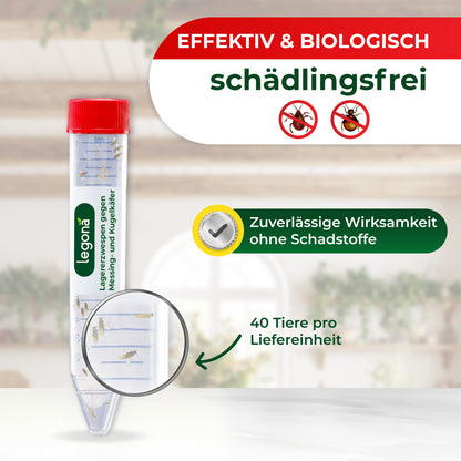Lagererzwespen gegen Kugelkäfer & Messingkäfer