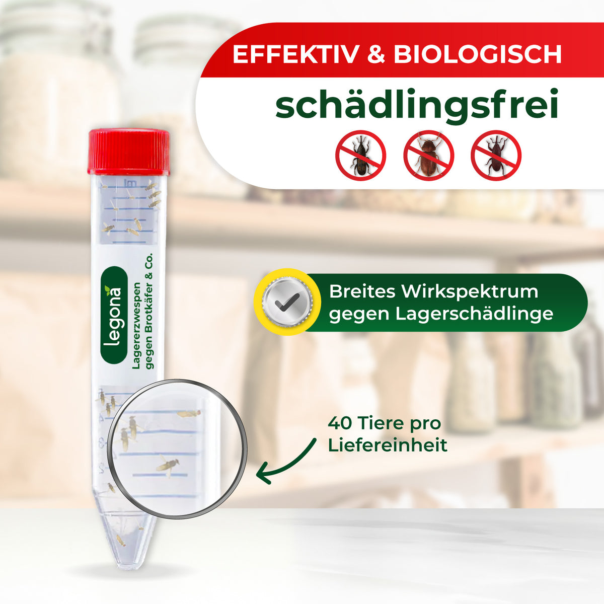 Lagererzwespen gegen Brotkäfer, Reiskäfer & Tabakkäfer