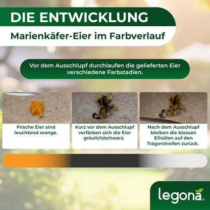 Marienkäferlarven gegen Blattläuse