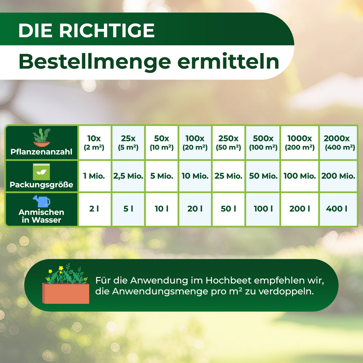 Tabelle zur Ermittlung der Bestellmenge mit Spalten für Pflanzenanzahl, Packungsgröße und Anmischen in Wasser sowie Hinweis zur Verdopplung der Anwendungsmenge pro Quadratmeter für Hochbeete