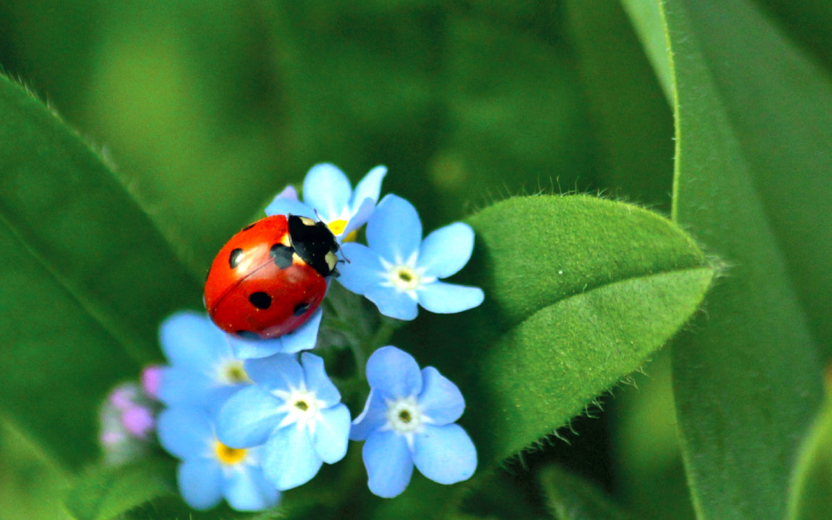 Roter Marienkäfer mit schwarzen Punkten auf kleinen blauen Blüten und grünen Blättern
