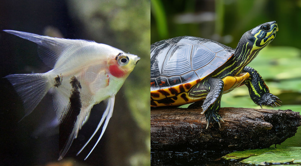 Nahaufnahme eines weißen Schmetterlingsfischs mit schwarzen Flecken neben einer Wasserschildkröte auf einem Ast über Wasser