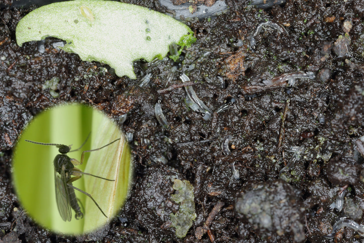 Schwarze Trauermücke auf feuchtem, dunklem Boden mit einem grünen Blatt im Hintergrund