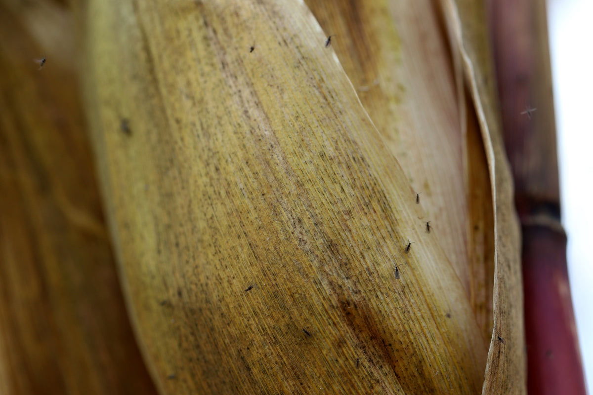 Nahaufnahme einer getrockneten, braunen Bananenblüte mit sichtbaren Fasern und Trauermückenbefall