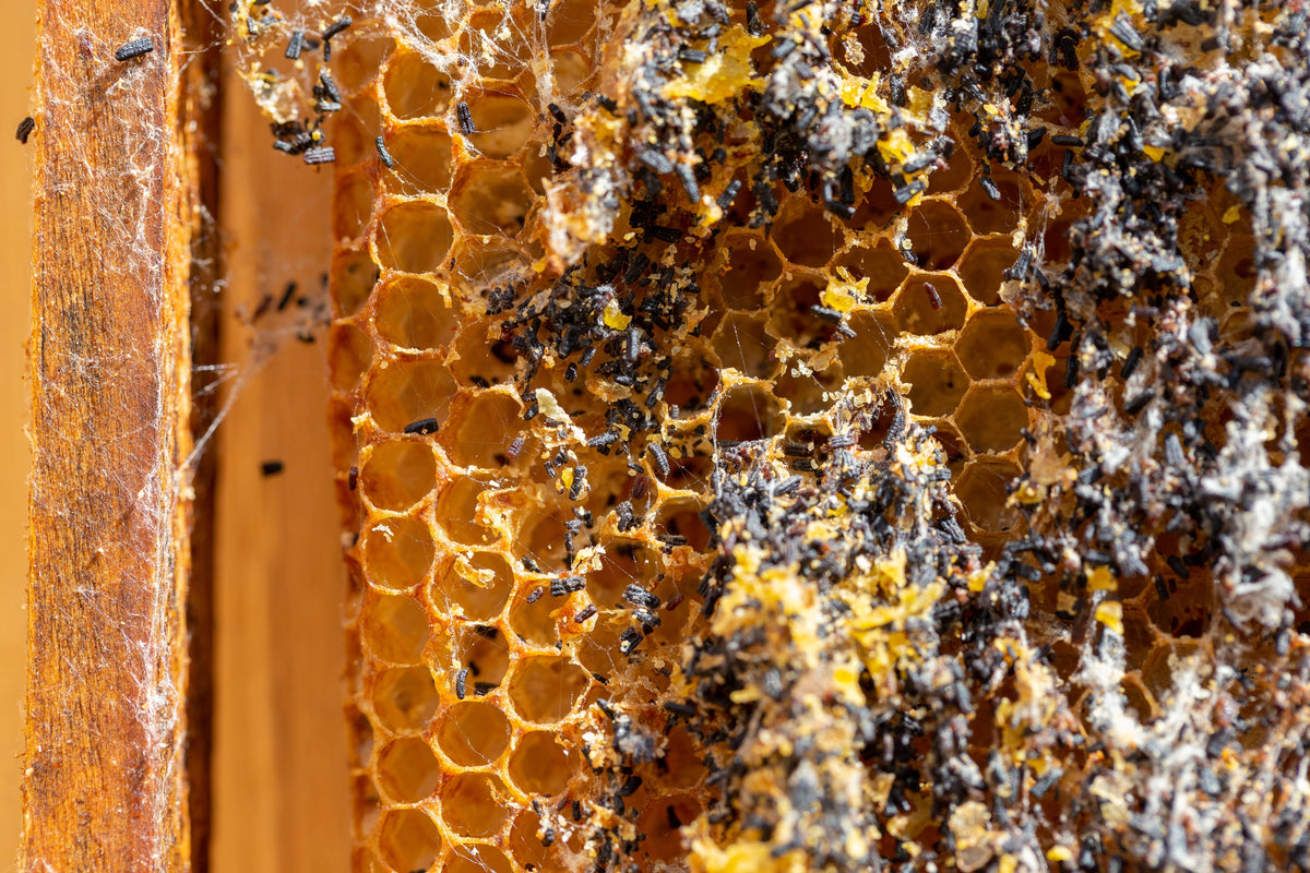 Nahaufnahme eines Bienenstocks mit Waben, teilweise mit Bienen und dunklen Ablagerungen bedeckt