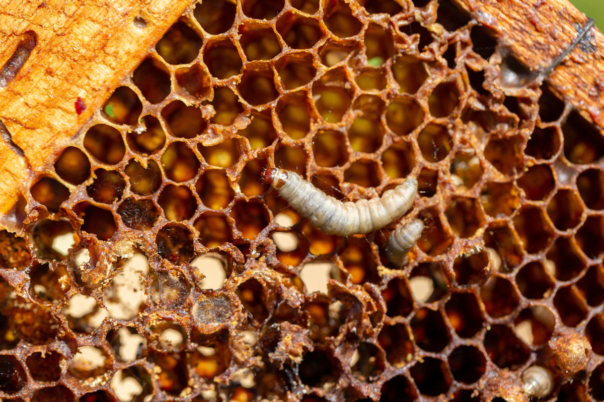 Bienenwaben mit zwei weißen Larven, die sich in den Zellen bewegen